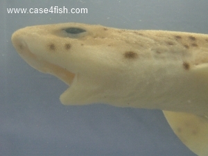 Foto Galerie/Carcharhiniformes/Scyliorhinus canicula/Scyliorhinus canicula_07_S.jpg